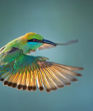 Fine Art Prints & Custom Framing