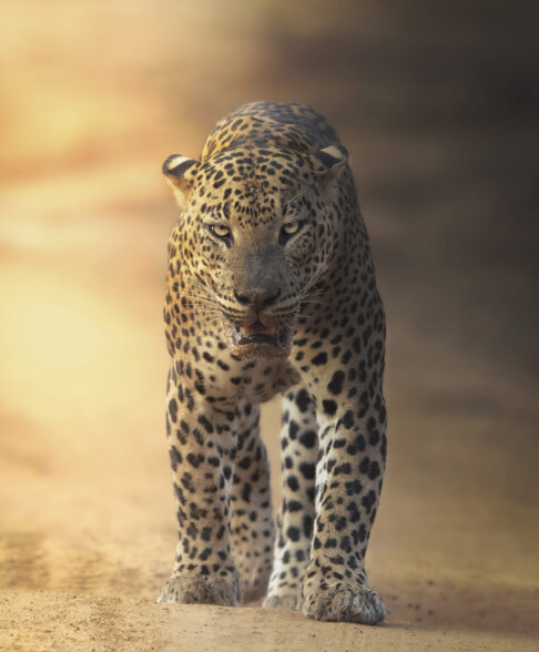 Yala National Park Photo Stories