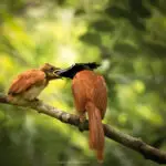 Yala National Park Photo Stories