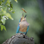 Yala National Park Photo Stories