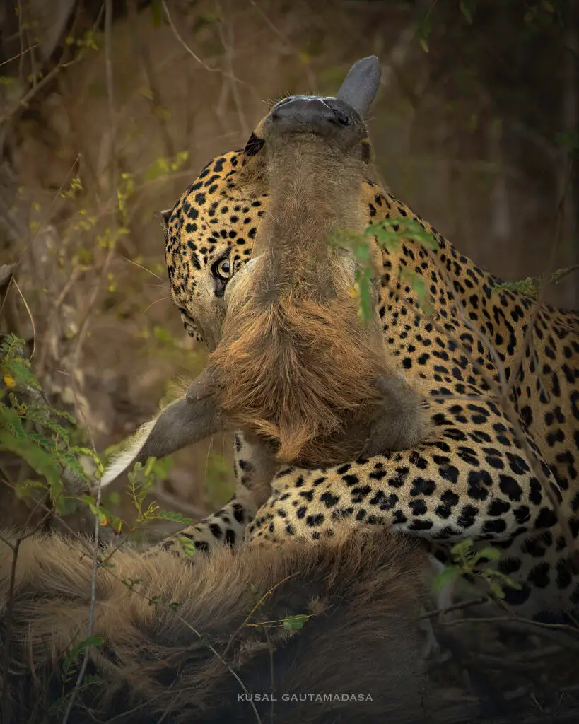 Yala National Park Photo Stories