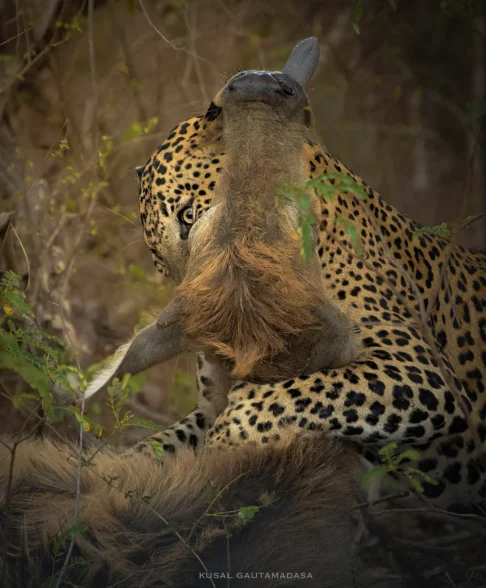 Yala National Park Photo Stories