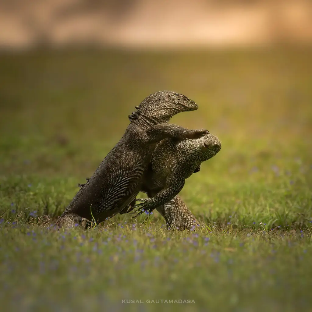 Yala National Park Photo Stories