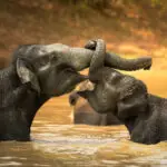 Yala National Park Photo Stories