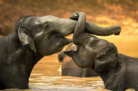 Yala National Park Photo Stories