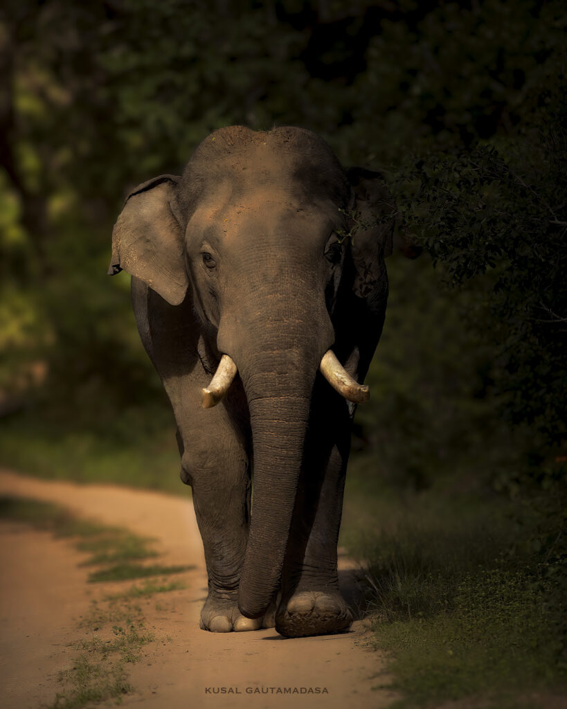 Yala National Park Photo Stories