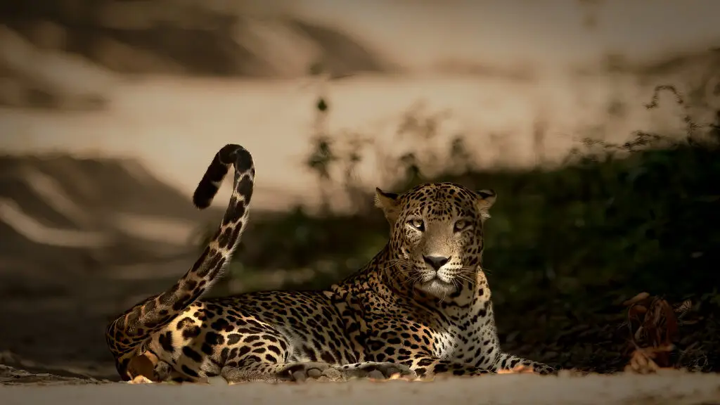 Wilpattu National Park Photo Stories