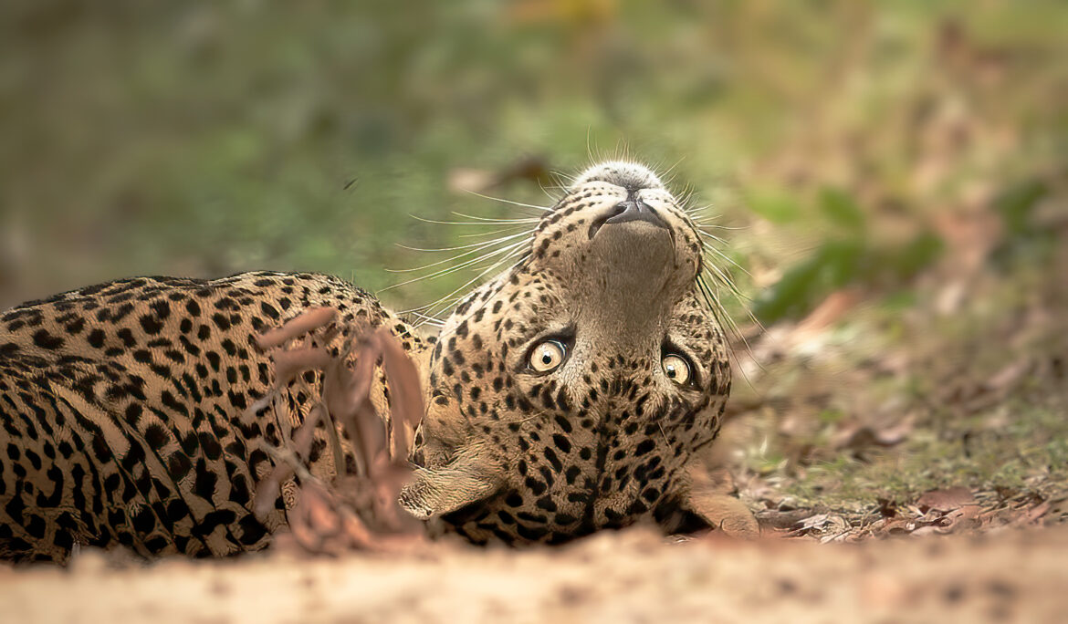 Wilpattu National Park Photo Stories