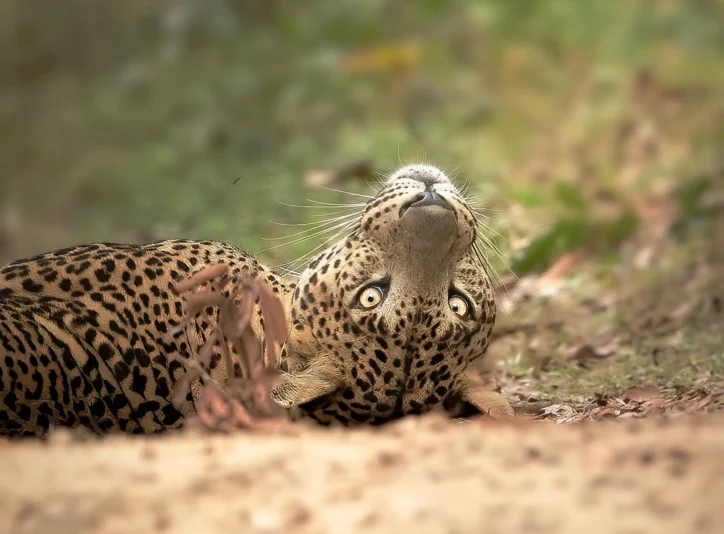 Wilpattu National Park Photo Stories