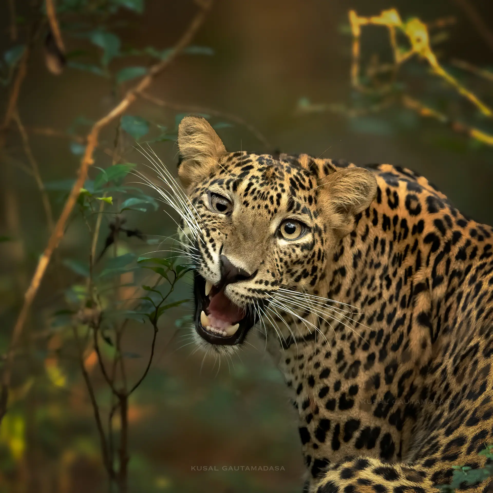 Wilpattu National Park Photo Stories