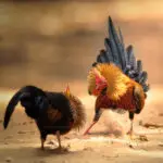 Wilpattu National Park Photo Stories