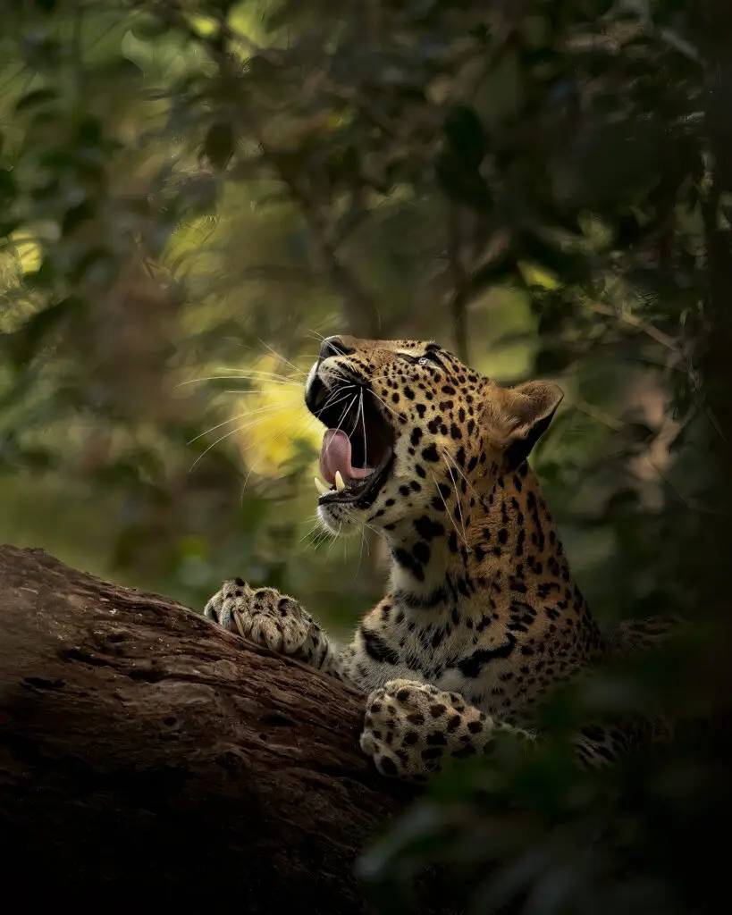 Wilpattu National Park Photo Stories