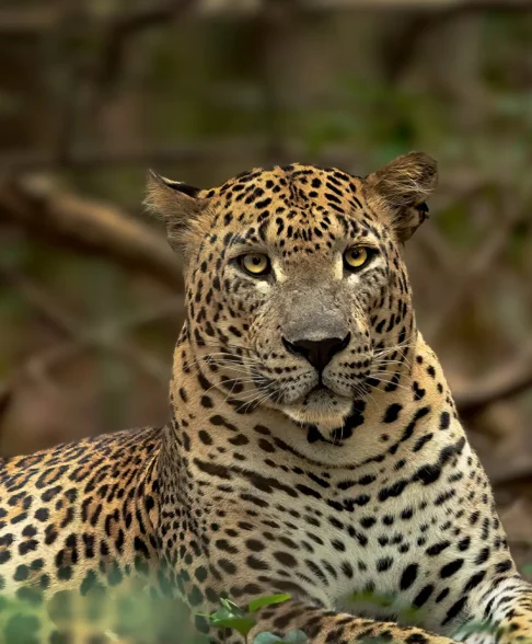 Wilpattu National Park Photo Stories