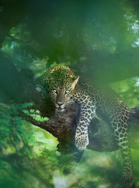 Photo Story of Kumana