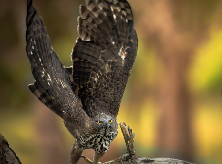 Kumana photo story untamed sri-lanka