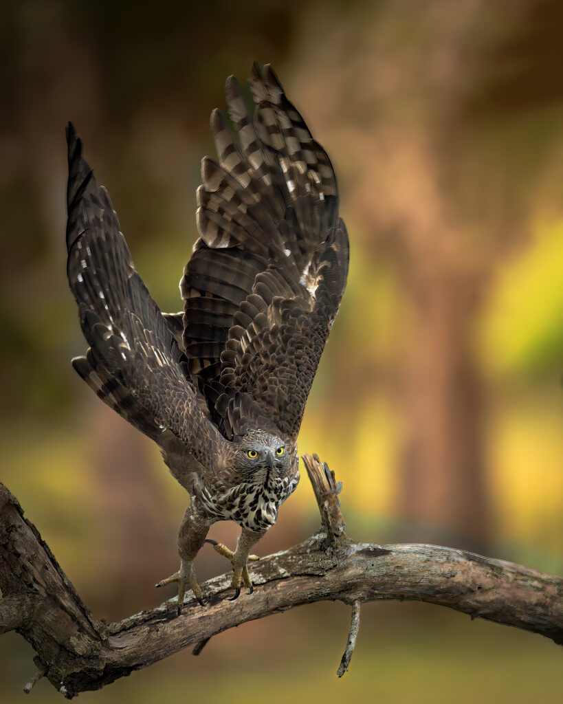 Kumana photo story untamed sri-lanka