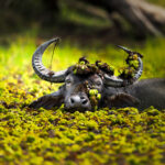 Kumana photo story untamed sri-lanka