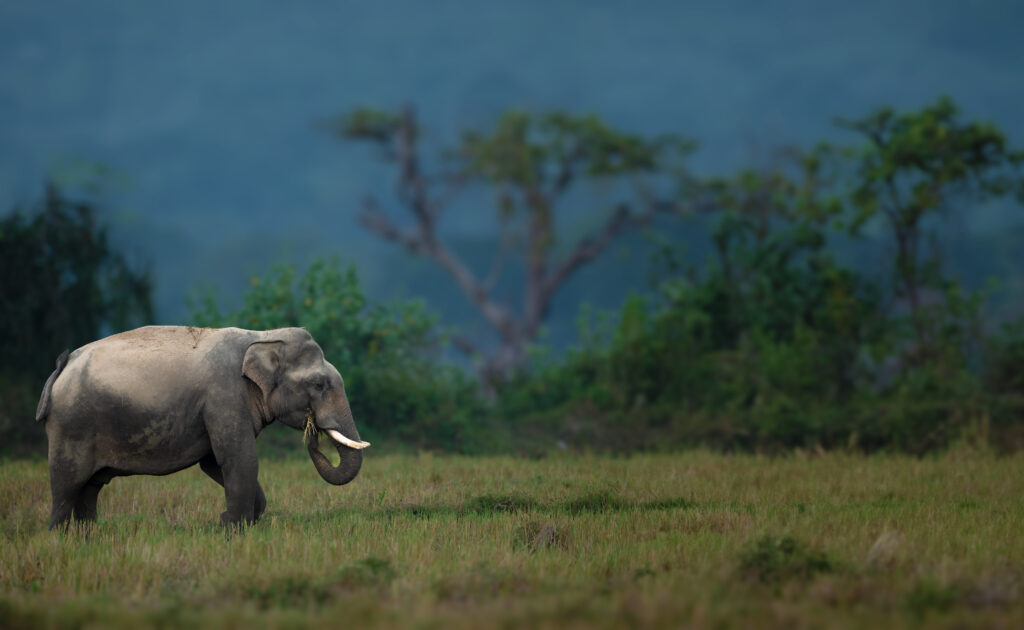 Kumana photo story untamed sri-lanka