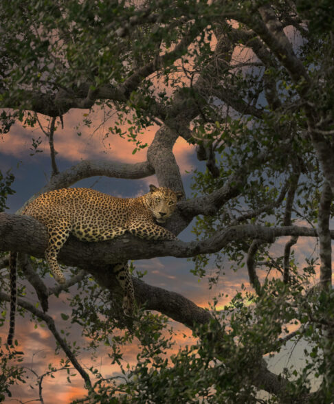 Kumana photo story untamed sri-lanka