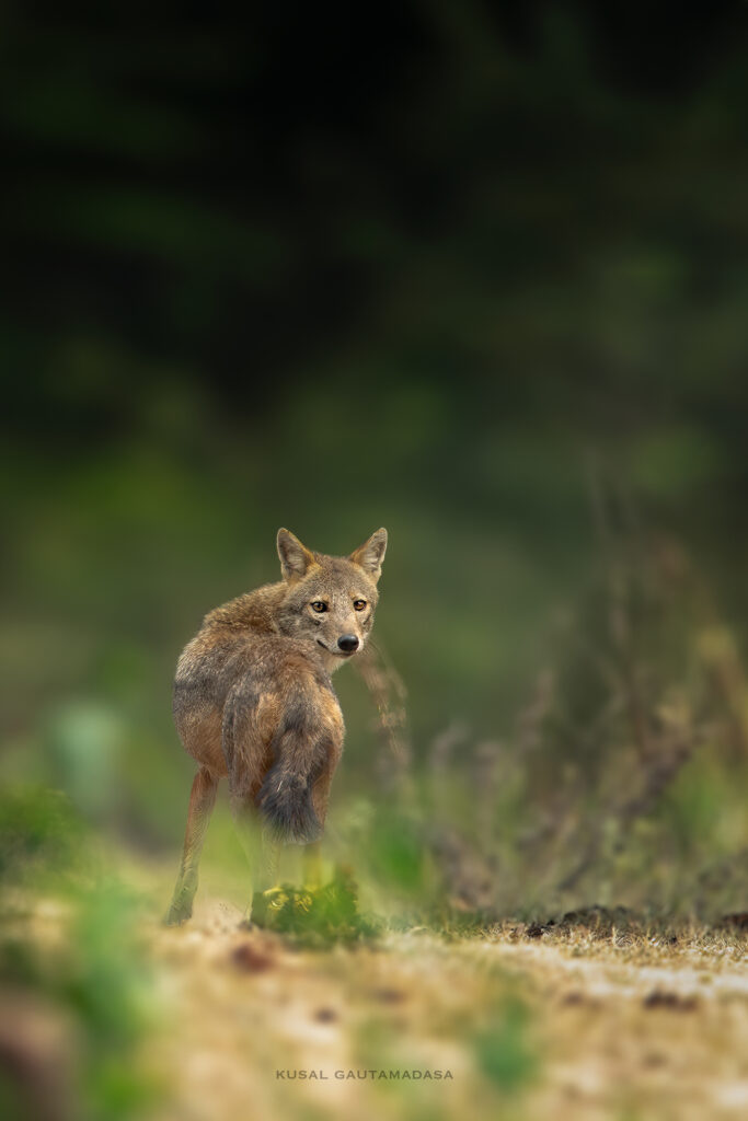 Kumana photo story untamed sri-lanka