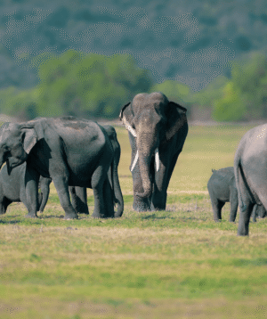 Elephants of Minneriya