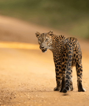 Untamed Sri Lanka Photo Story