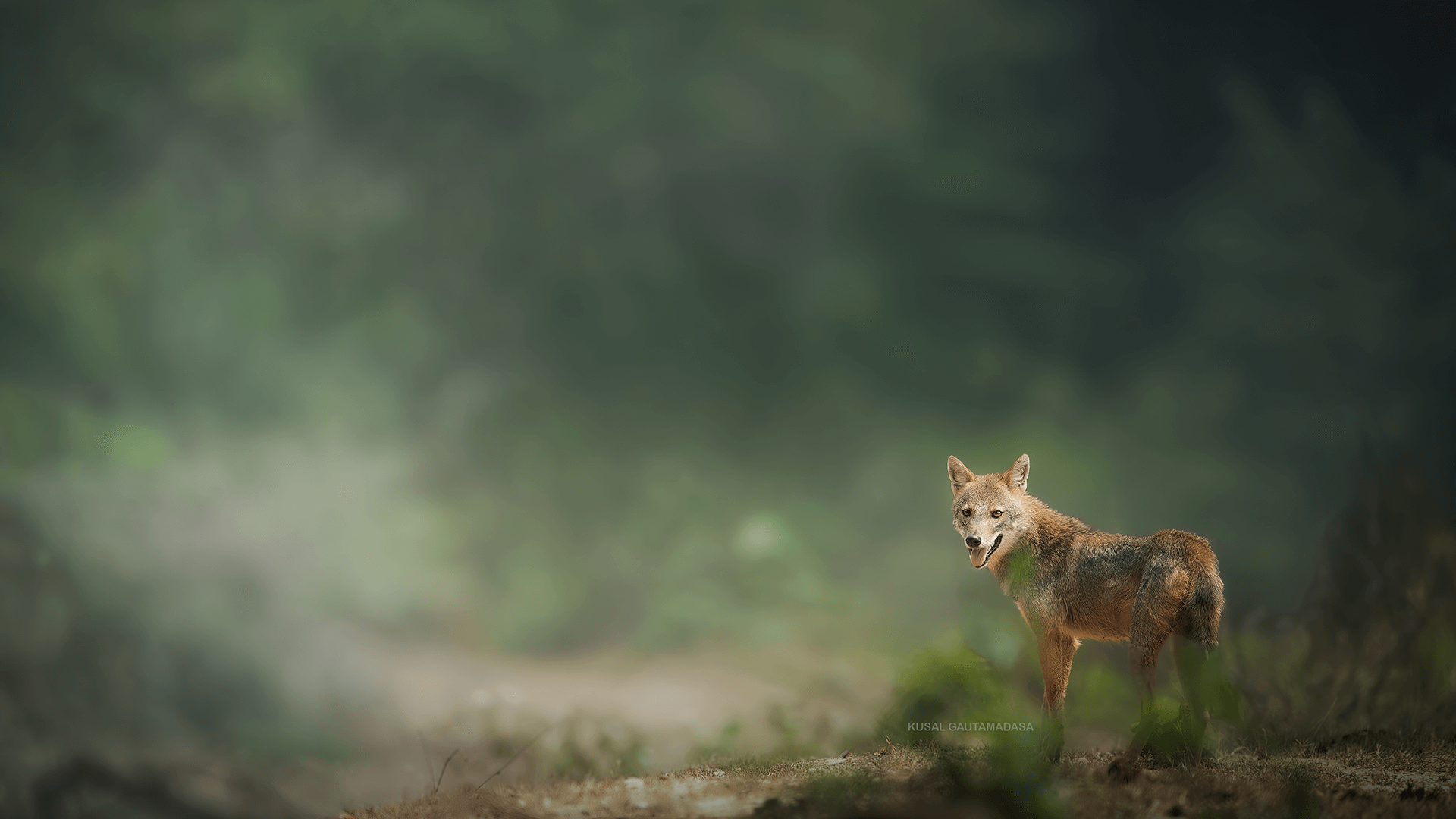 Jungle Fox