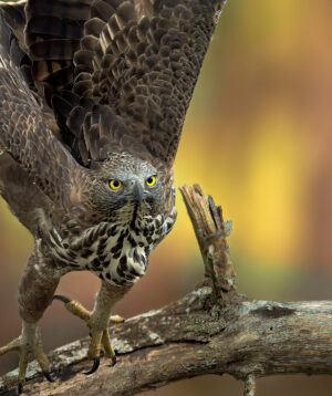 Wildlife Photography Workshops