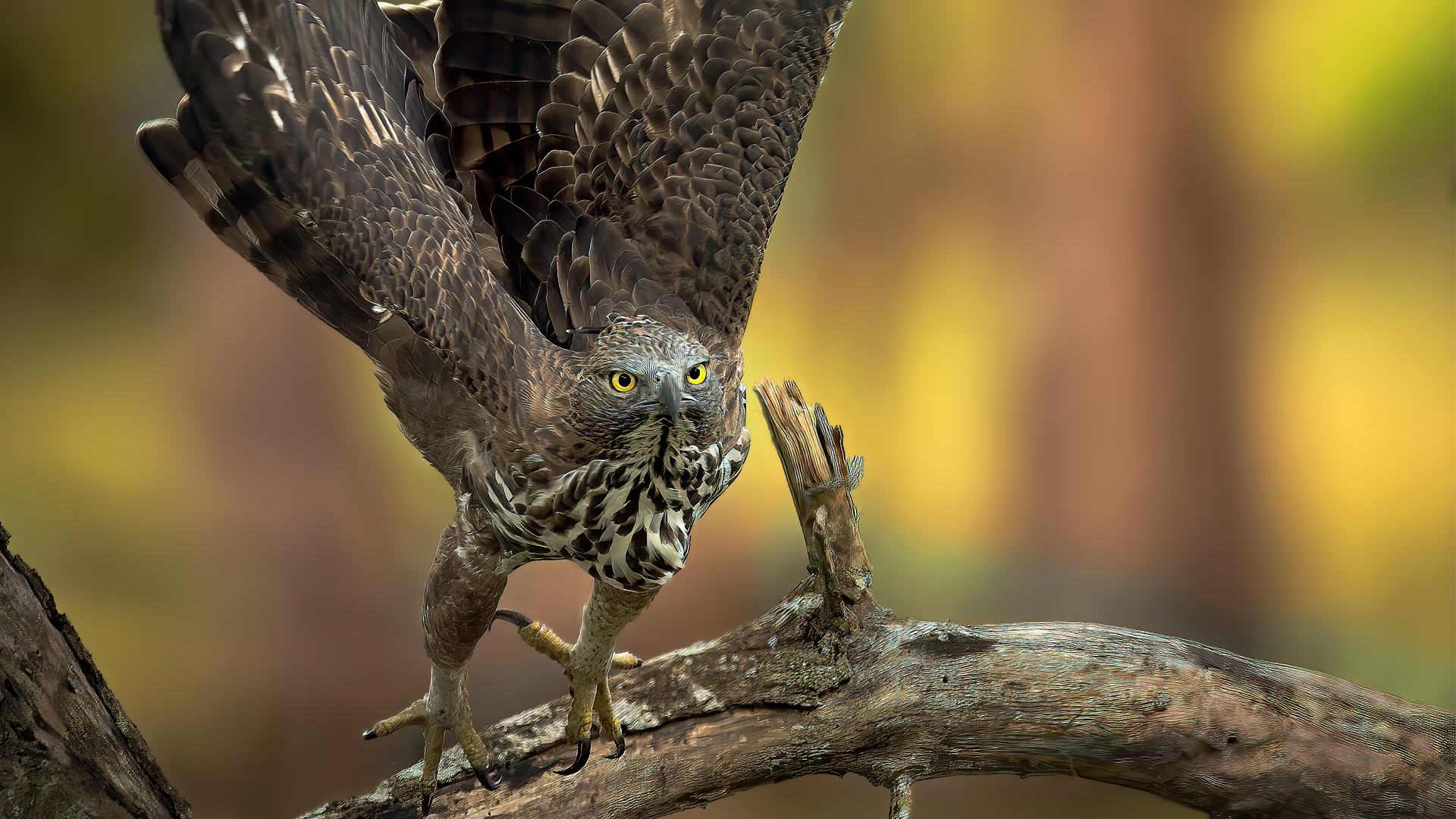 Wildlife Photography Workshops