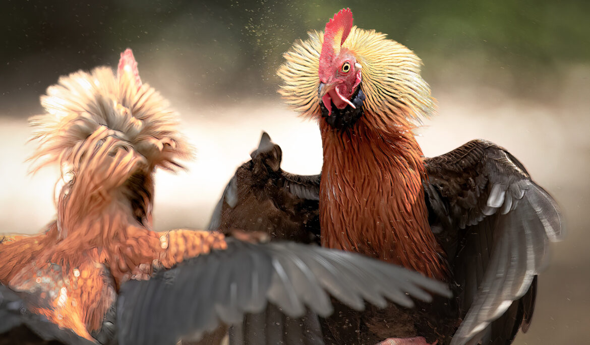 Jungle Fowls of Wilpattu
