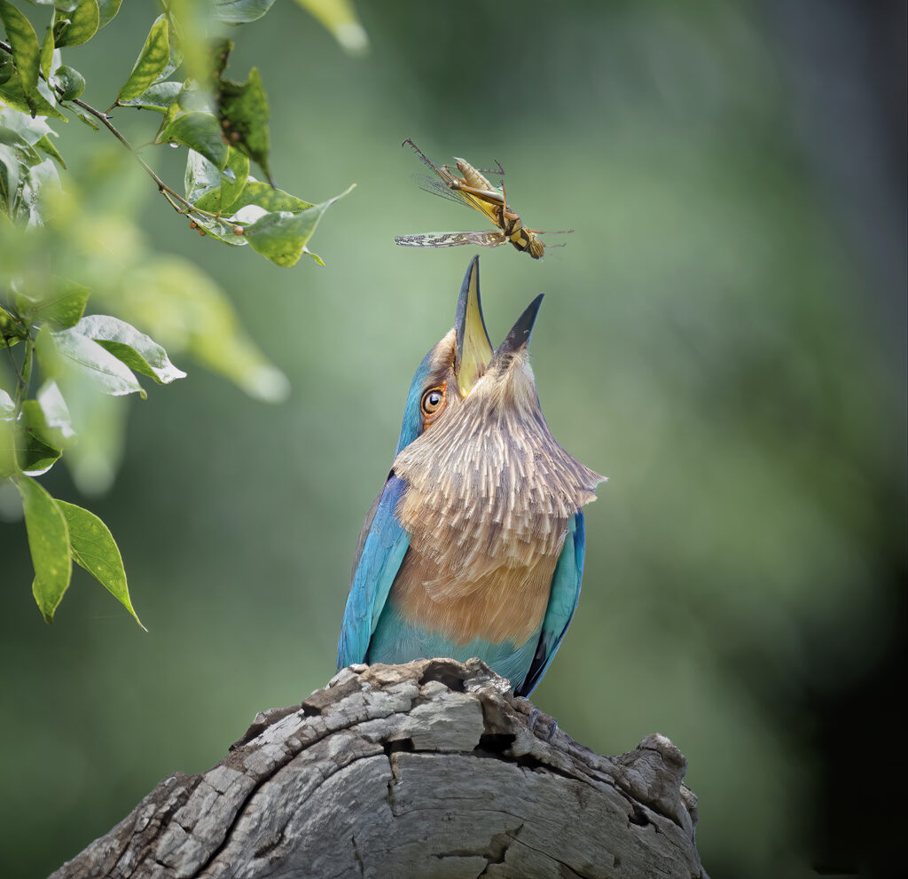 Kusal Gautamadasa Photography