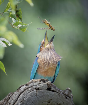 Kusal Gautamadasa Photography