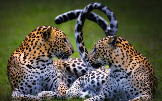 Kusal Gautamadasa Photography