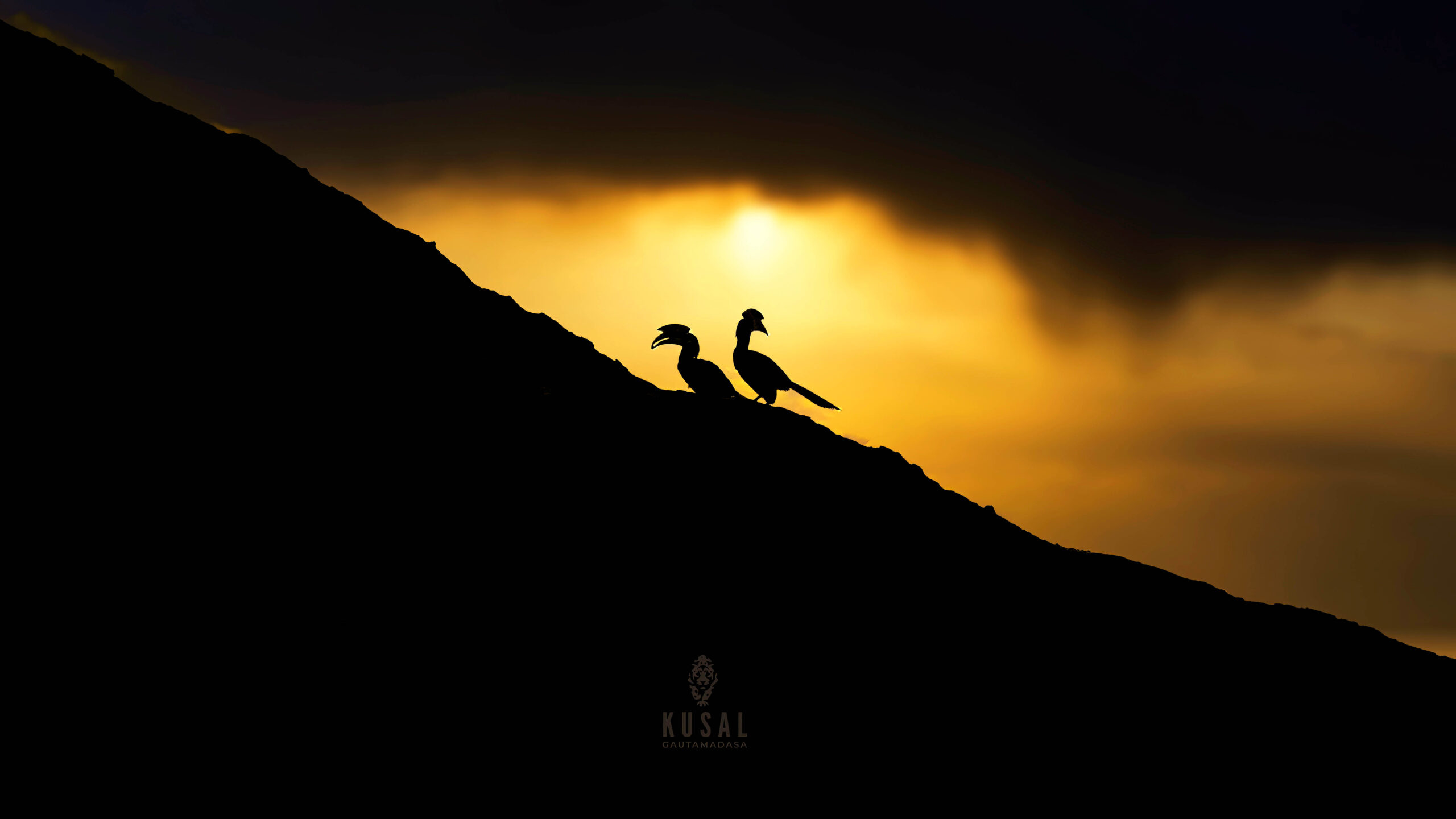 Custom Wildlife Stories Through Your Lens