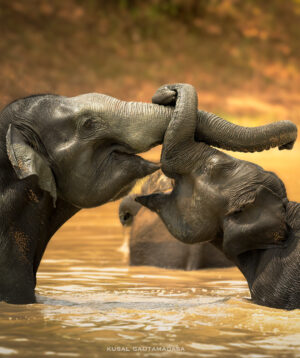 Untamed Sri Lanka - Kusal Gauthamadasa