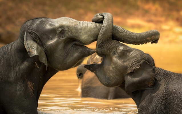Untamed Sri Lanka - Kusal Gauthamadasa