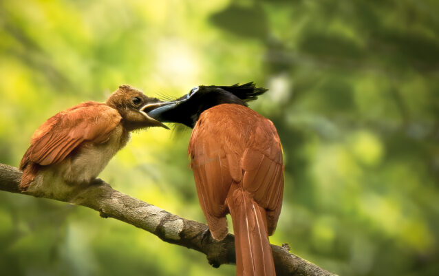 Kusal Gautamadasa Photography