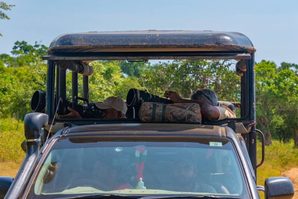 Best Things to Do on a Wildlife Photo Safari