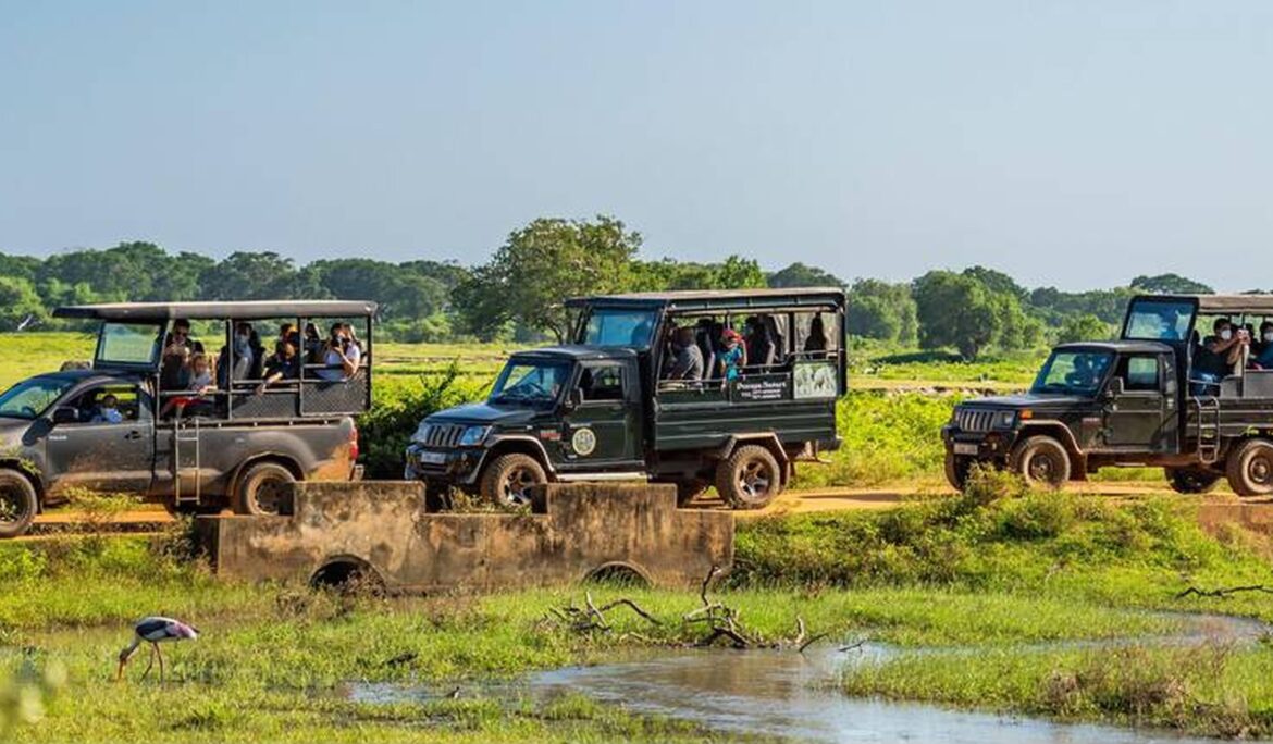 Best Things to Do on a Wildlife Photo Safari