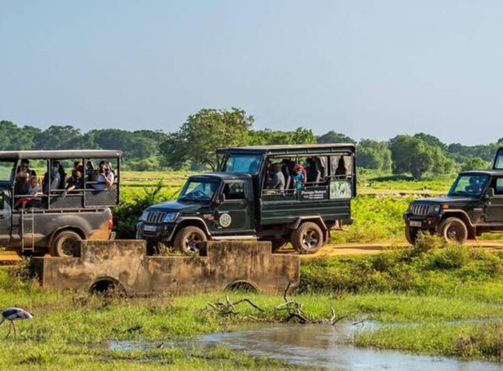 Best Things to Do on a Wildlife Photo Safari